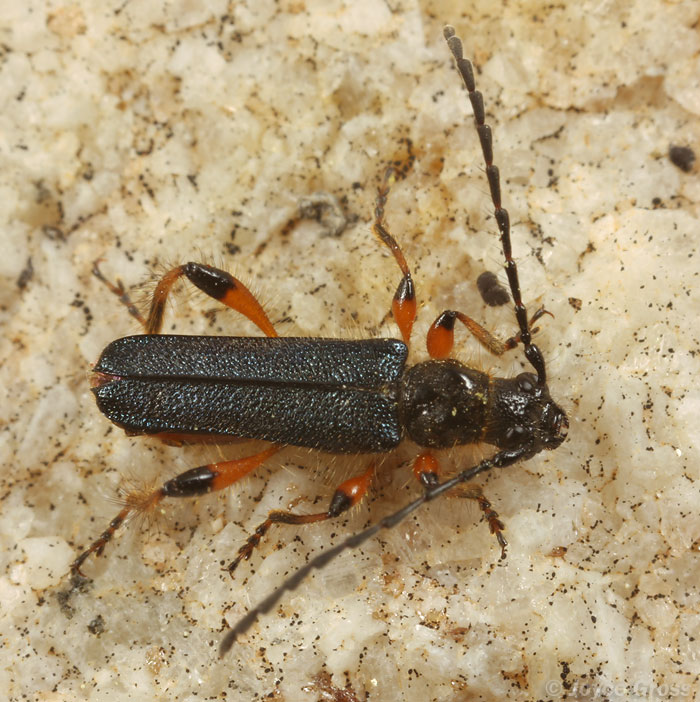 Callimus cyanipennis