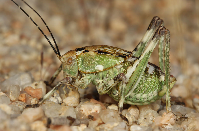 Aglaothorax ovata