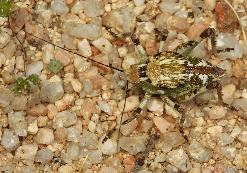 Aglaothorax ovata