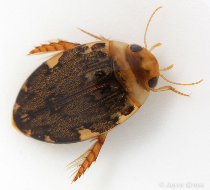 Laccophilus maculosus maculosus