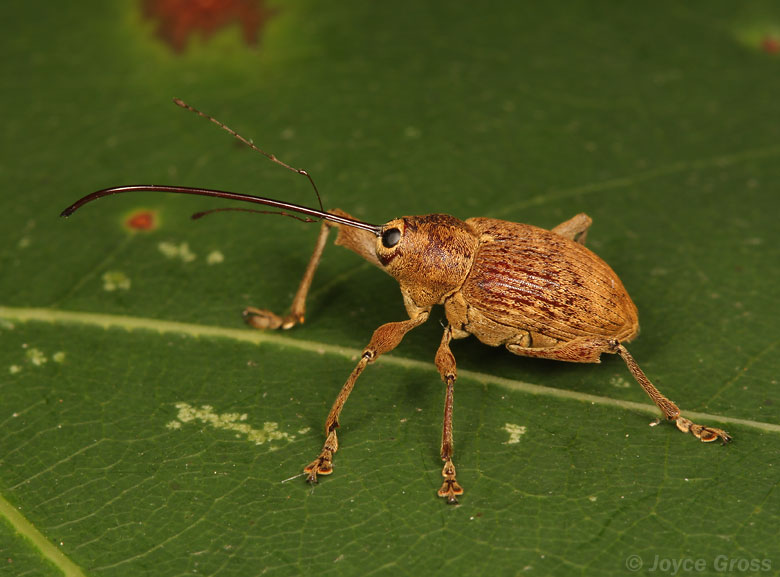 Curculio sp.