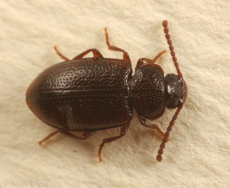 Anaedus brunneus