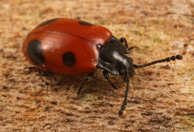 Endomychus biguttatus