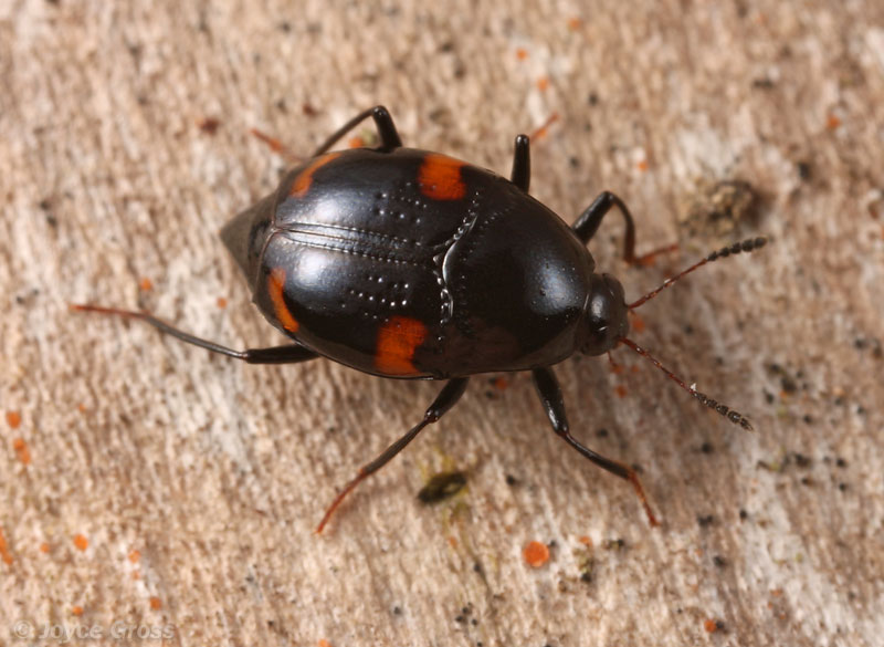 Scaphidium quadriguttatum