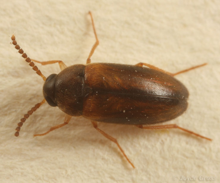 Hallomenus scapularis