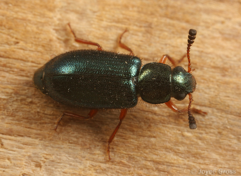 Necrobia rufipes