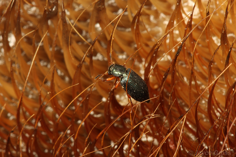 Necrobia rufipes