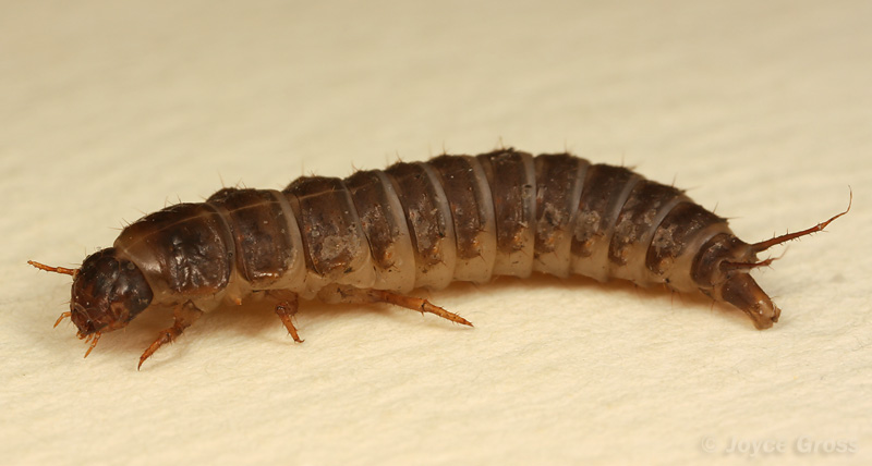 Necrophilus hydrophiloides