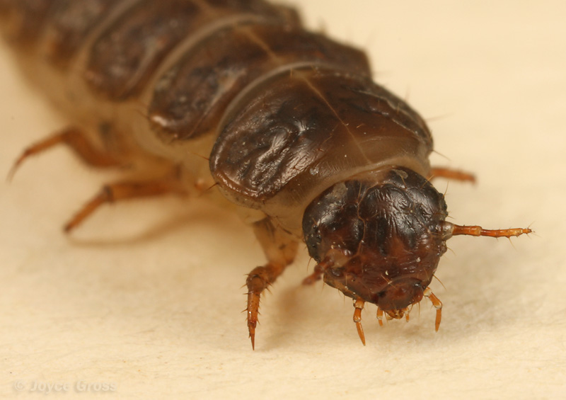 Necrophilus hydrophiloides