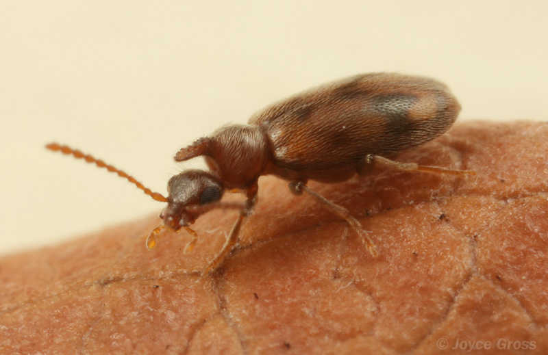 Notoxus lustrellus