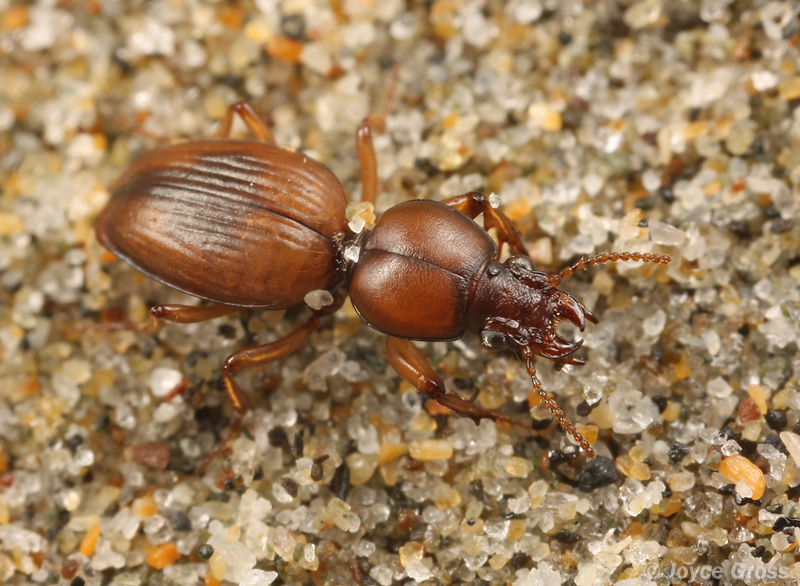 Akephorus marinus