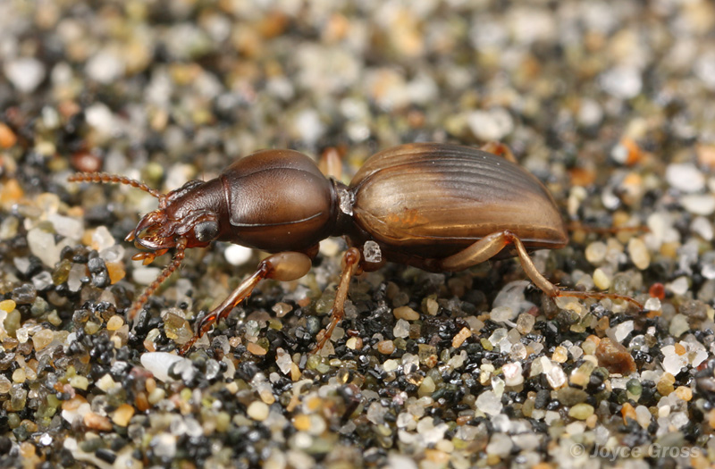 Akephorus marinus
