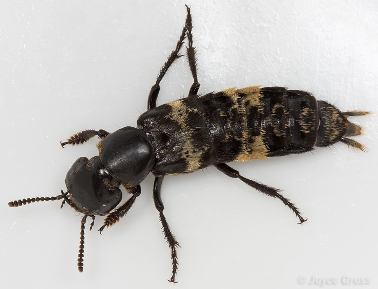 Creophilus maxillosus