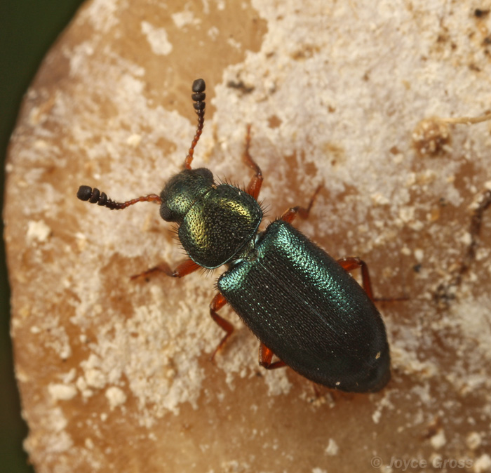 Necrobia rufipes