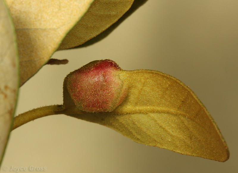 Dryocosmus juliae