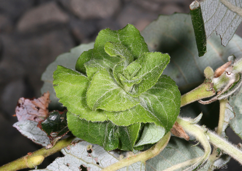 Rabdophaga salicisbrassicoides