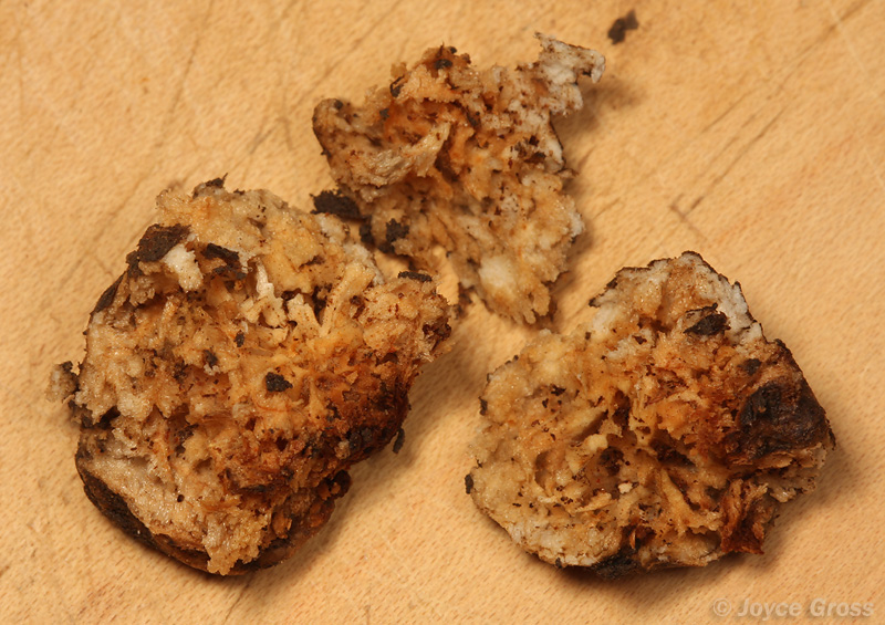 Callirhytis apicalis