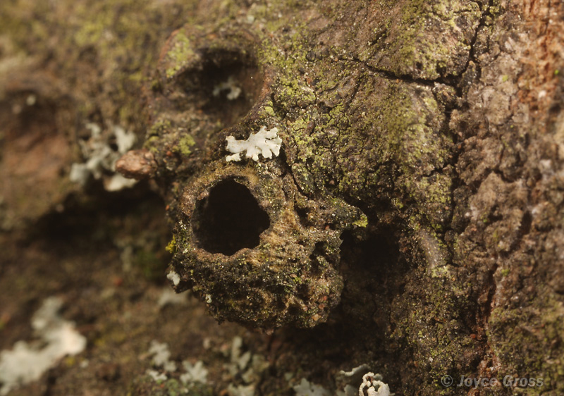 Callirhytis apicalis