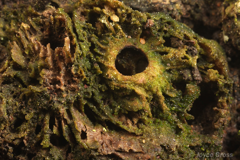 Callirhytis apicalis