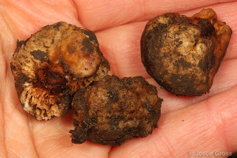 Callirhytis apicalis