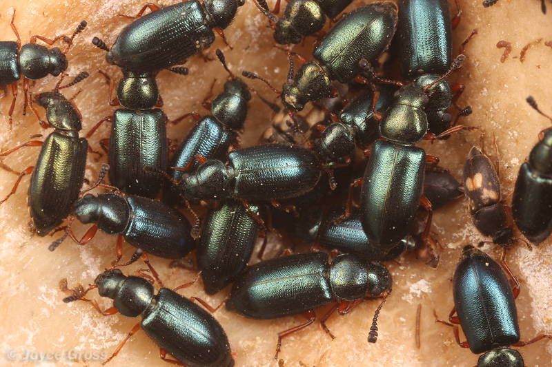 Necrobia rufipes