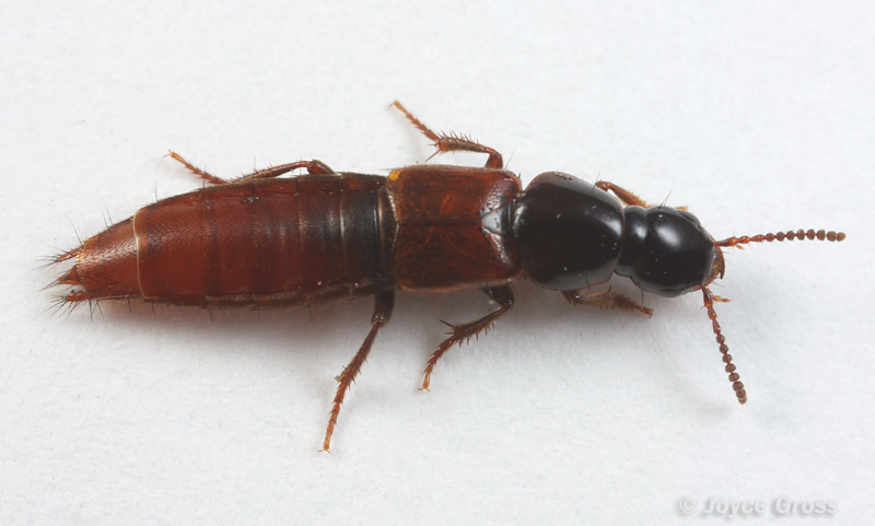 Quedius sp.