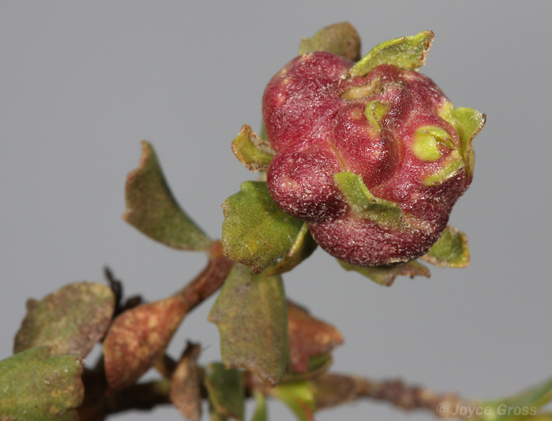 Rhopalomyia californica