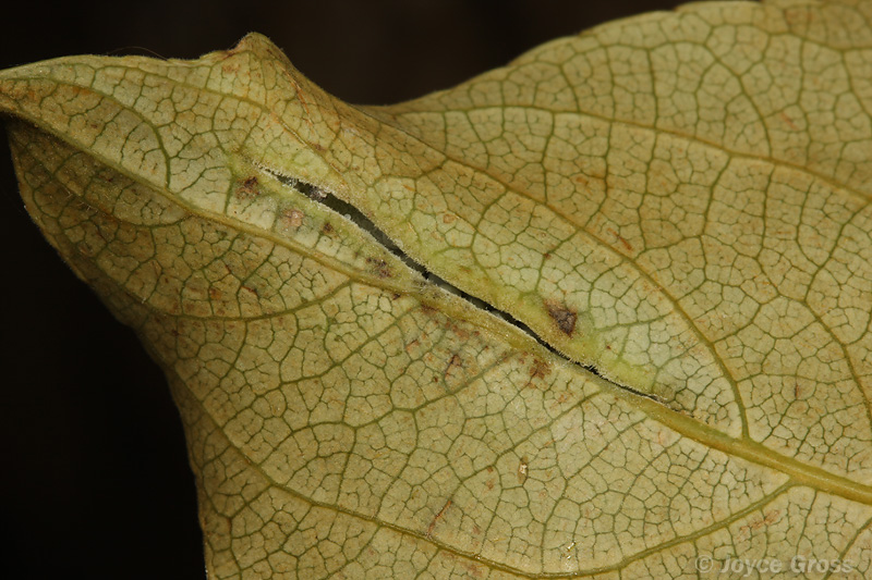 Pemphigus populivenae