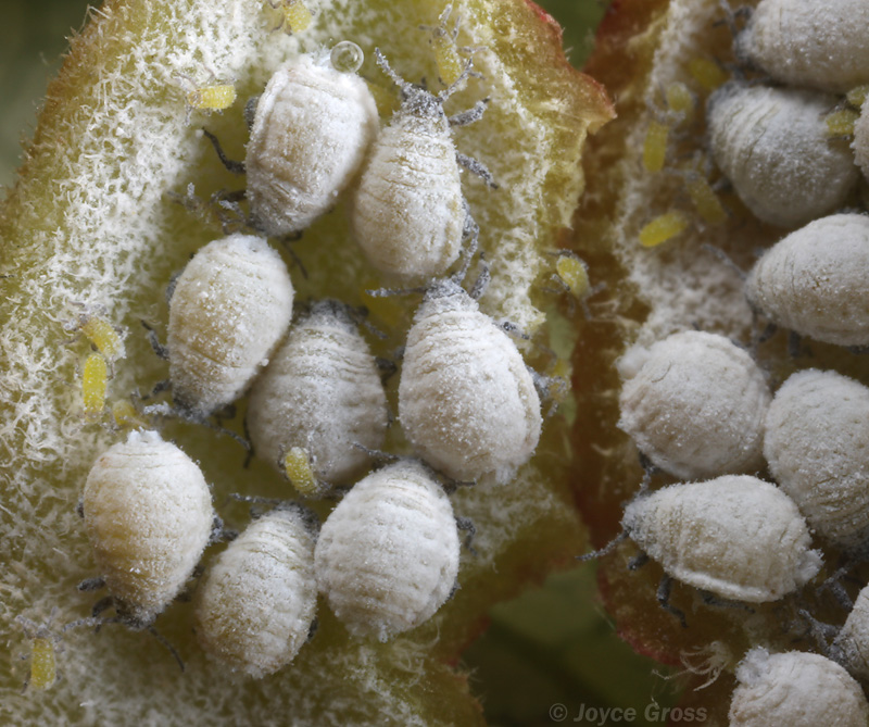 Pemphigus populivenae