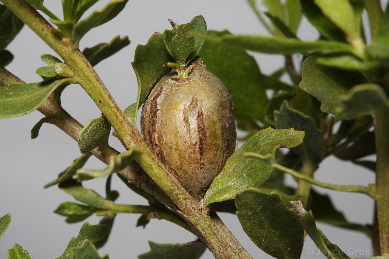 Gnorimoschema baccharisella