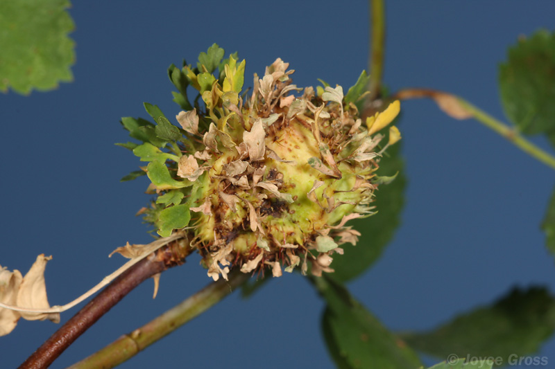 Diplolepis californica