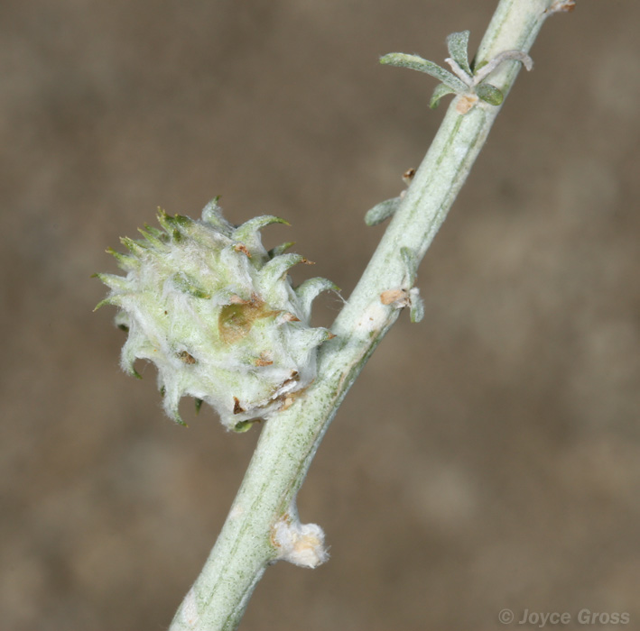 Rhopalomyia utahensis