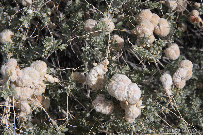 Asphondylia floccosa