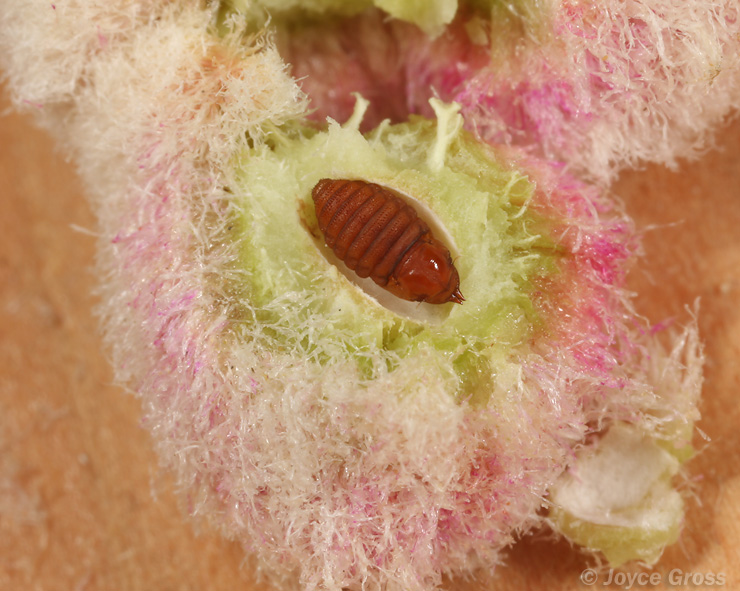 Asphondylia floccosa