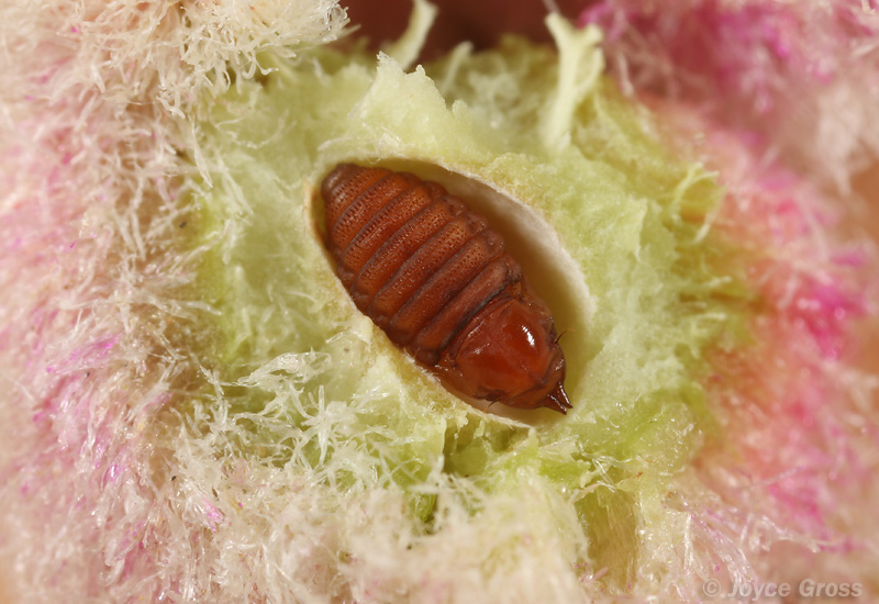 Asphondylia floccosa