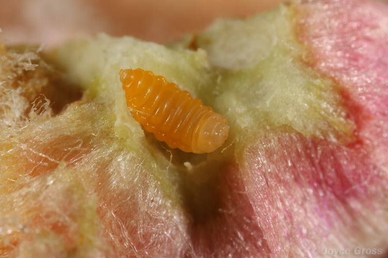Asphondylia floccosa