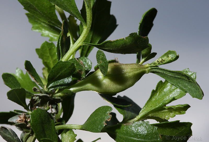 Gnorimoschema baccharisella