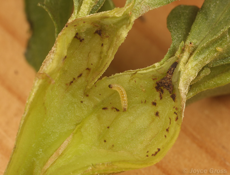 Gnorimoschema baccharisella