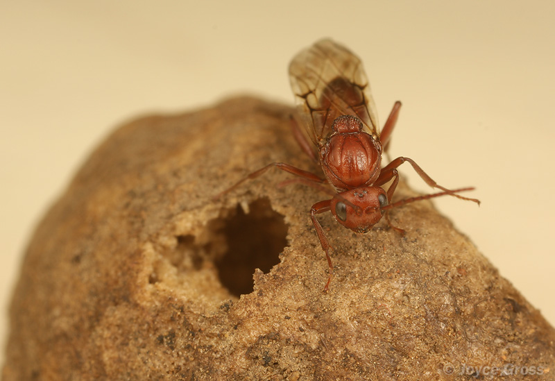 Callirhytis apicalis