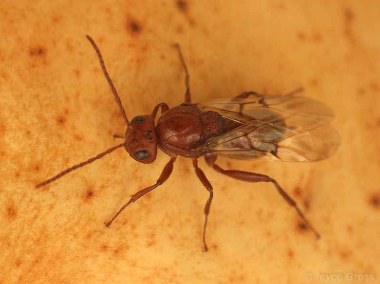 Callirhytis apicalis