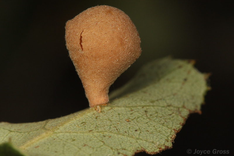 Besbicus maculosus