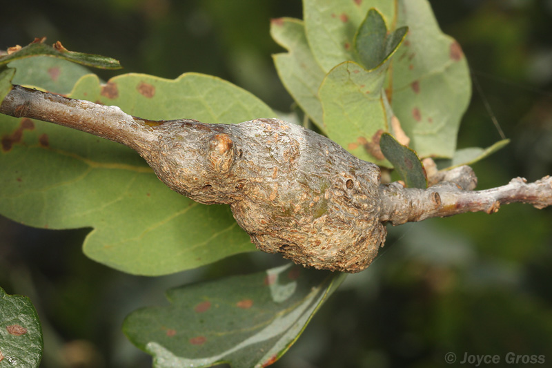 Andricus chrysolepidicola