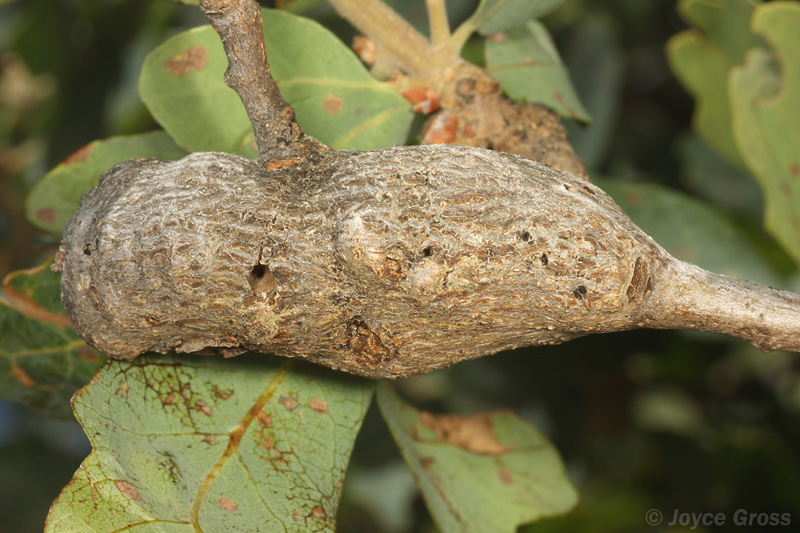 Andricus chrysolepidicola