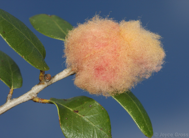 Heteroecus dasydactyli