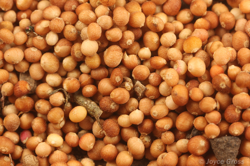 Neuroterus saltatorius