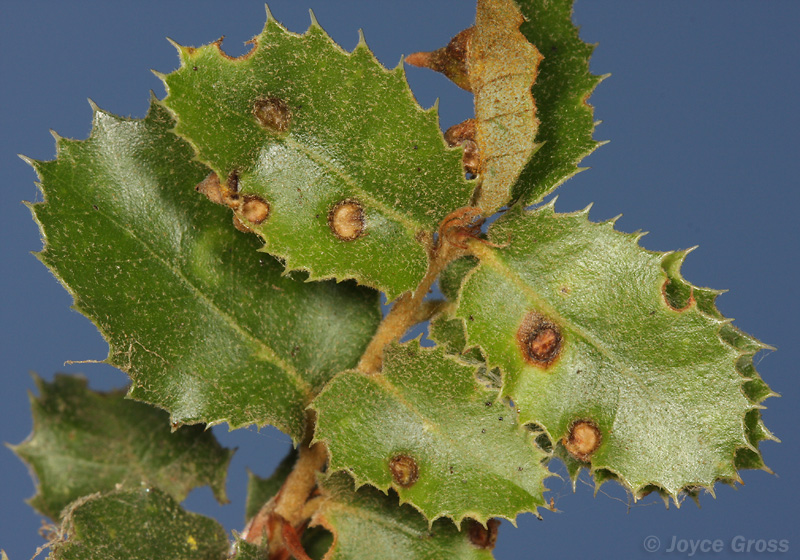 Heteroecus pacificus