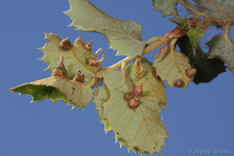 Heteroecus pacificus