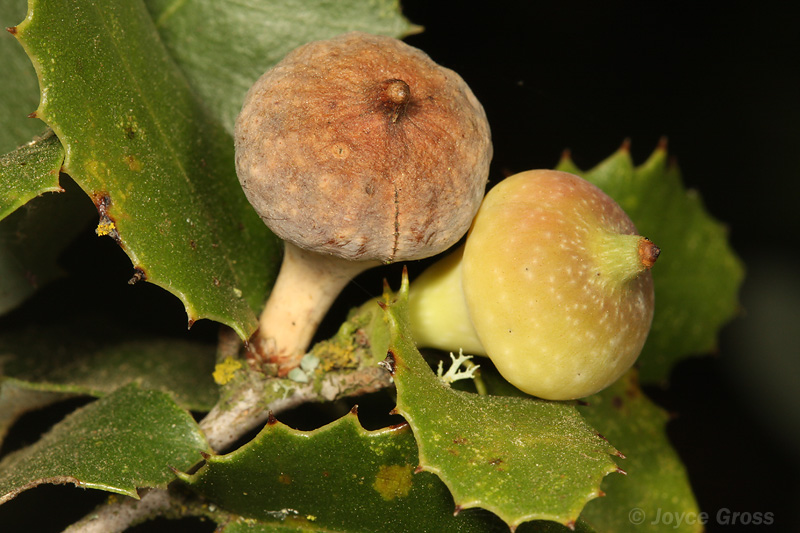 Heteroecus pacificus