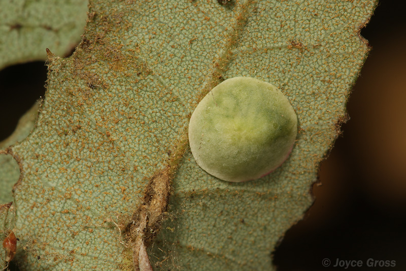 Paracraspis guadaloupensis