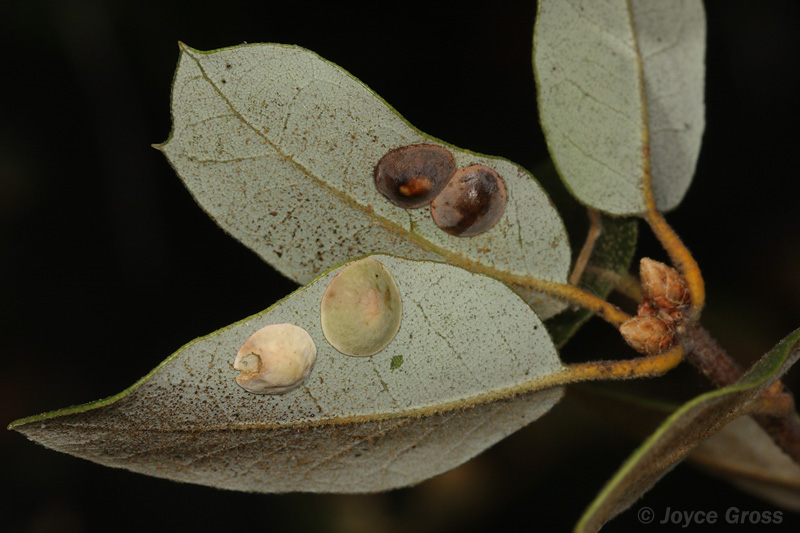 Paracraspis guadaloupensis